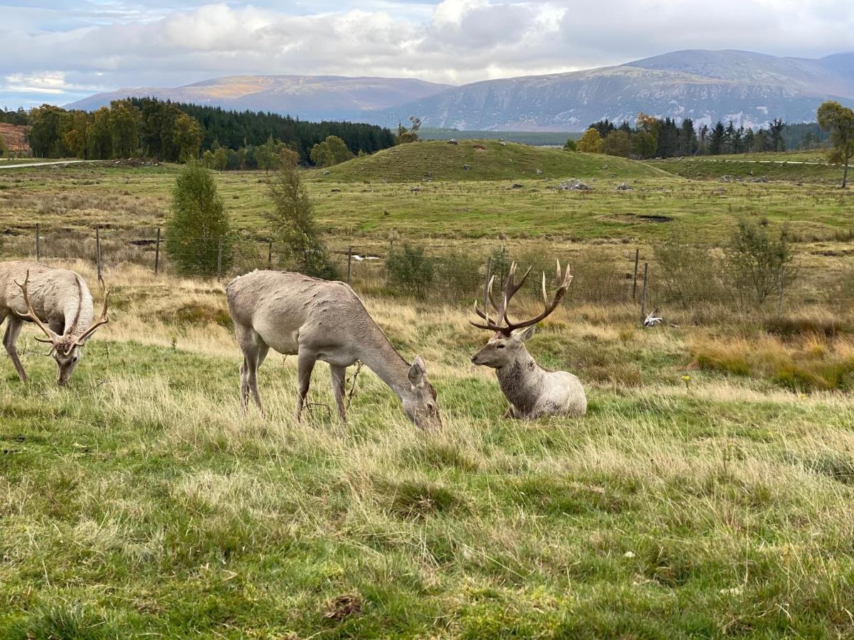 Готель Ardenbeg Grantown-on-Spey Екстер'єр фото